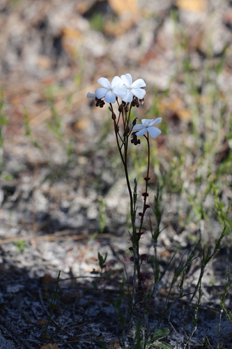 Drosera platypoda