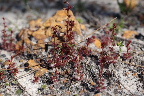 Drosera platypoda