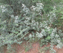 Vitex zeyheri image