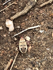 Probergrothius
