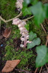 Lathraea squamaria