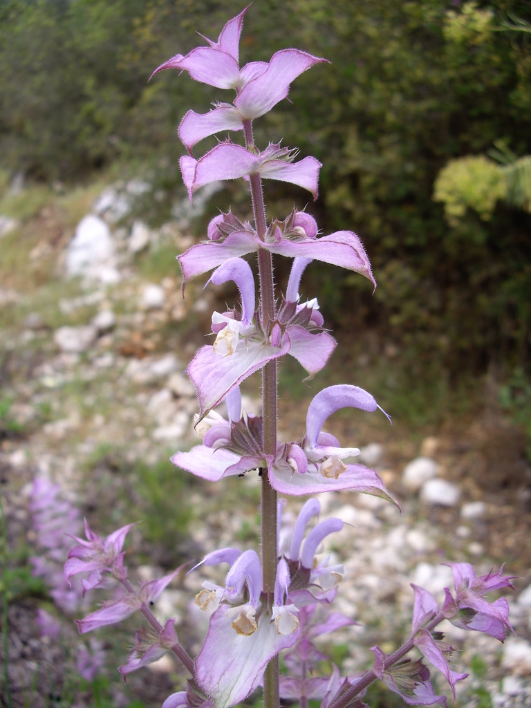 Salvia sclarea, Kemer/Antalya, Turkey