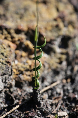 Image of Thelymitra uliginosa by (c) Hugo Innes, some rights reserved (CC BY)