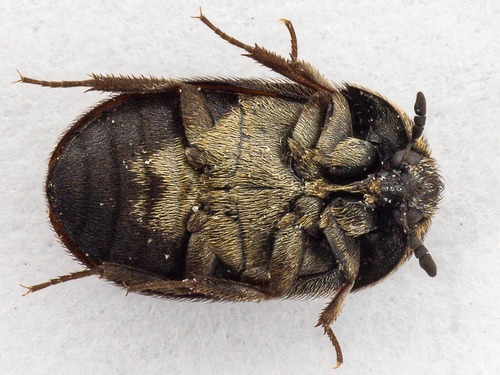 Attagenus trifasciatus
