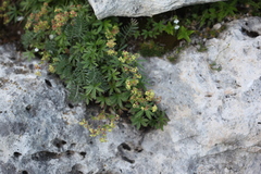 Alchemilla sericea