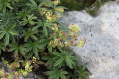 Alchemilla sericea