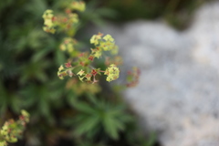 Alchemilla sericea