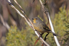 Red-Lored Whistler photo 5