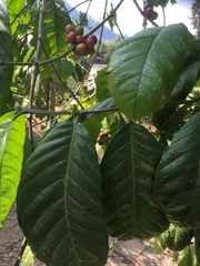 Coffea canephora