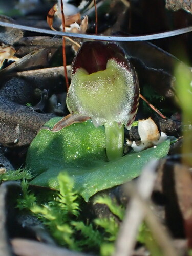 Image of Corybas despectans by (c) Hugo Innes, some rights reserved (CC BY)
