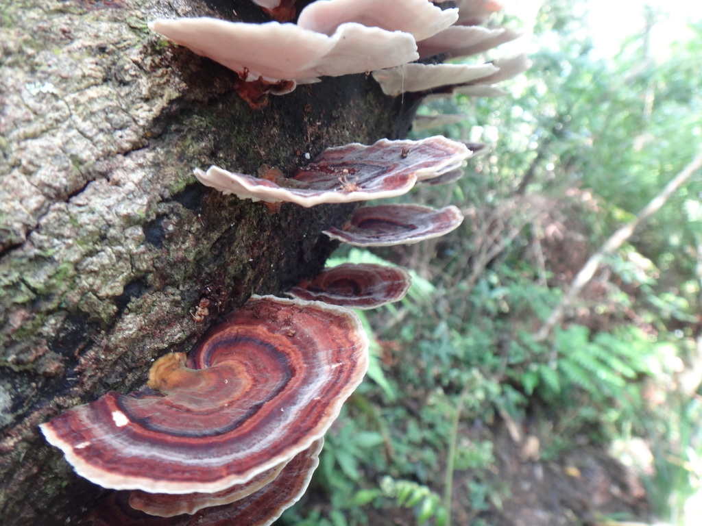 Microporus affinis · April 2012 · photo: © pchi45 (iNaturalist, cc-by)