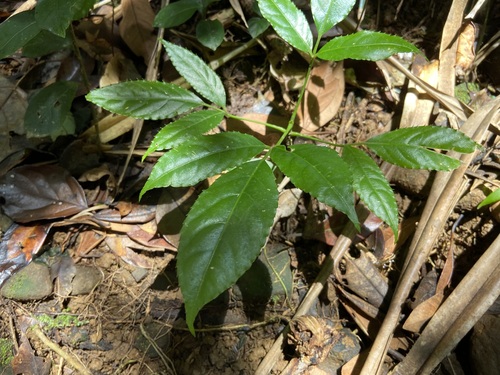 Dalrympelea trifoliata observed 2023-08-27