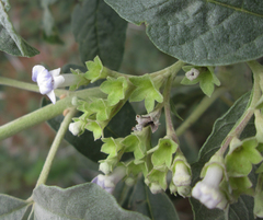 Vitex zeyheri image