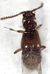 Sagola genalis