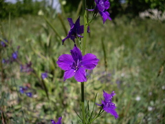 Consolida orientalis