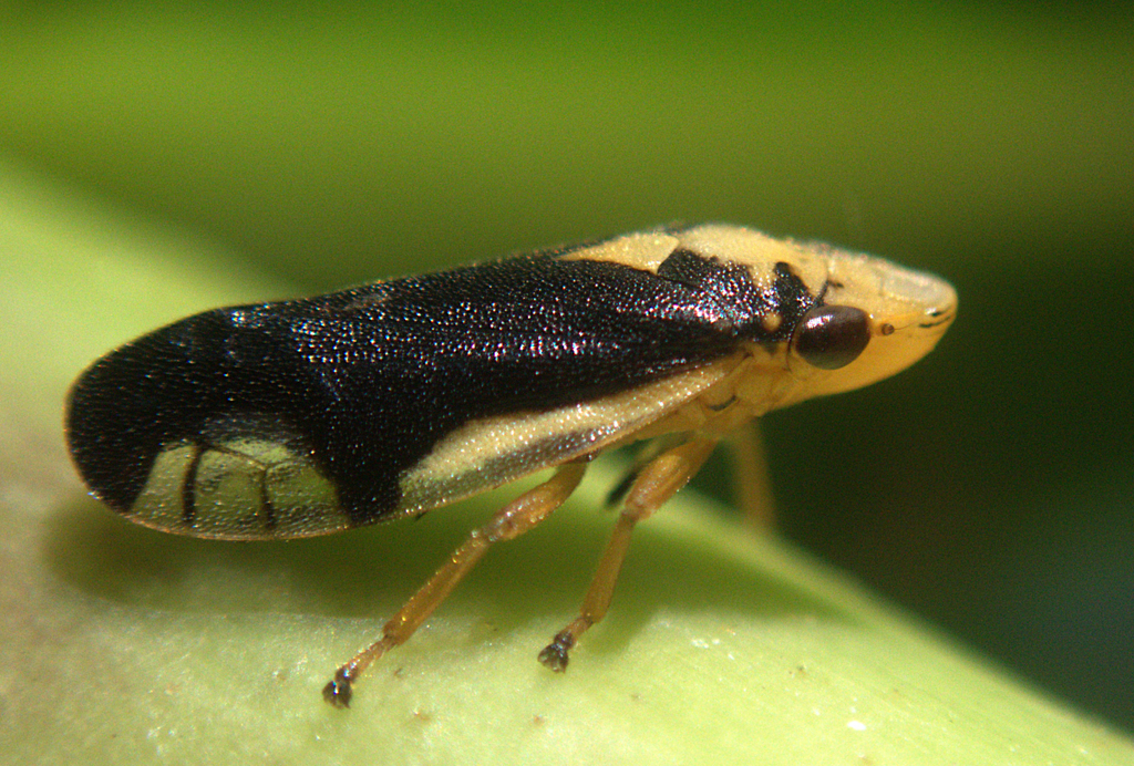 Lallemandana