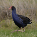 Southeastern Australasian Swamphen - Photo (c) rivendel, some rights reserved (CC BY-NC)