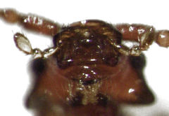 Sagola genalis