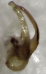 Sagola genalis