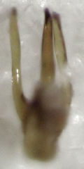 Sagola genalis