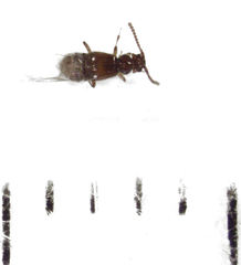 Sagola genalis