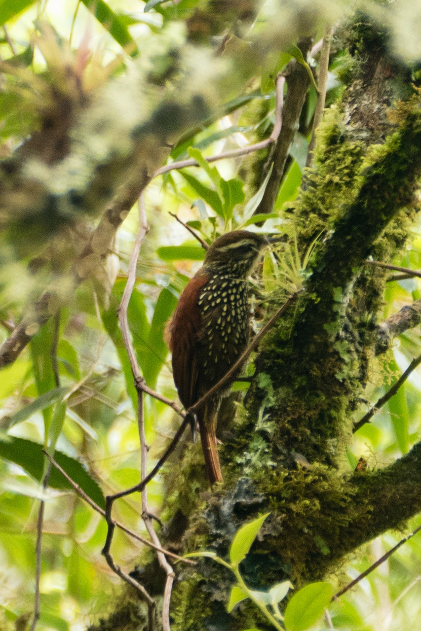 Margarornis squamiger image