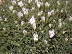 Astragalus angustifolius