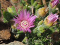 Drosanthemum hispifolium