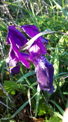 Iris lutescens subbiflora