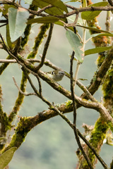 Mecocerculus stictopterus