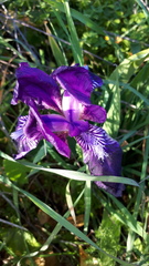 Iris lutescens subbiflora