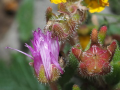 Drosanthemum hispifolium