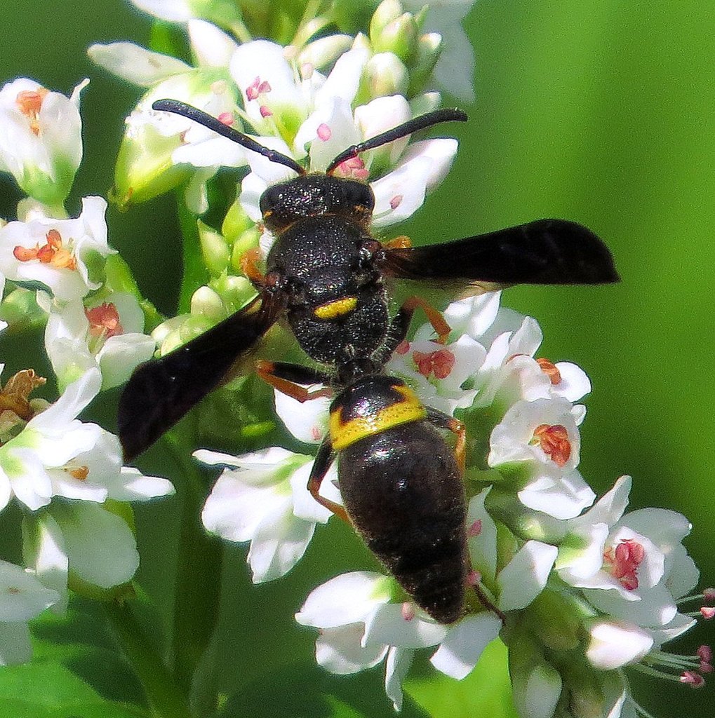Potter and Mason Wasps