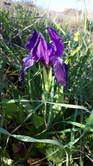 Iris lutescens subbiflora