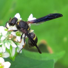 Ancistrocerus unifasciatus