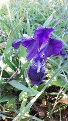 Iris lutescens subbiflora