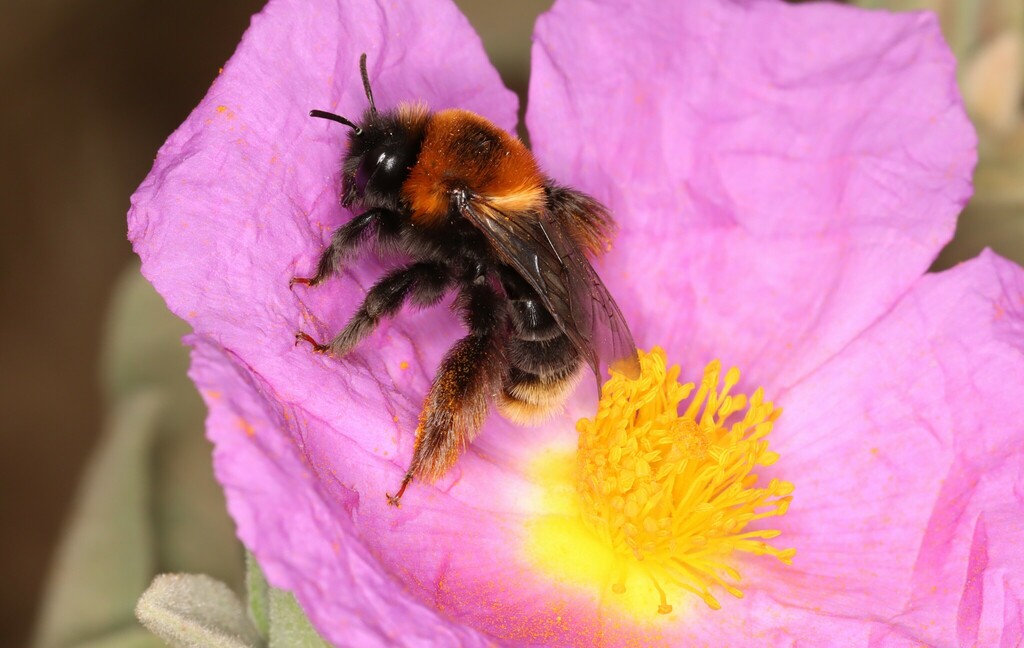 Dasypoda pyrotrichia
