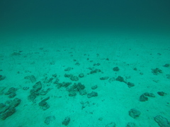 Gorgasia