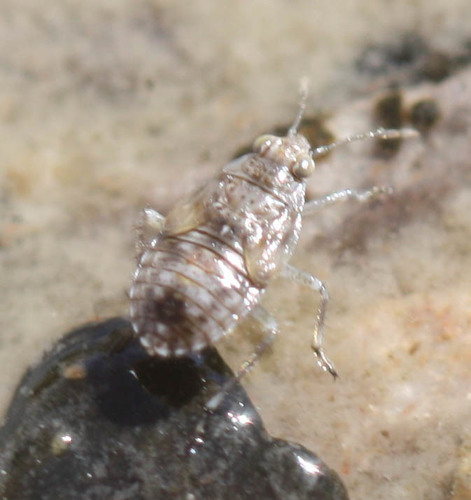 Saldidae