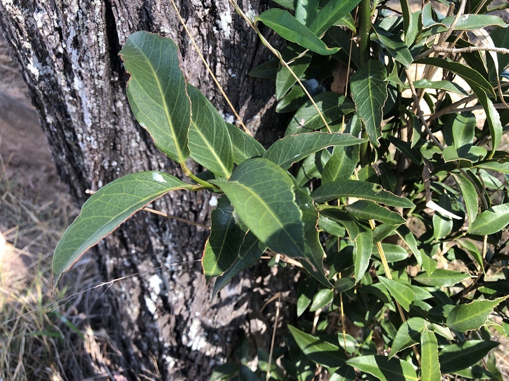 Brush Caper Berry from Glen Cairn QLD 4342, Australia on August 28
