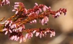 Erica rosacea