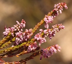 Erica rosacea