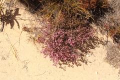 Erica rosacea