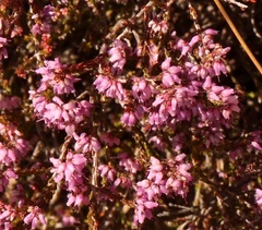 Erica rosacea