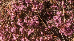 Erica rosacea