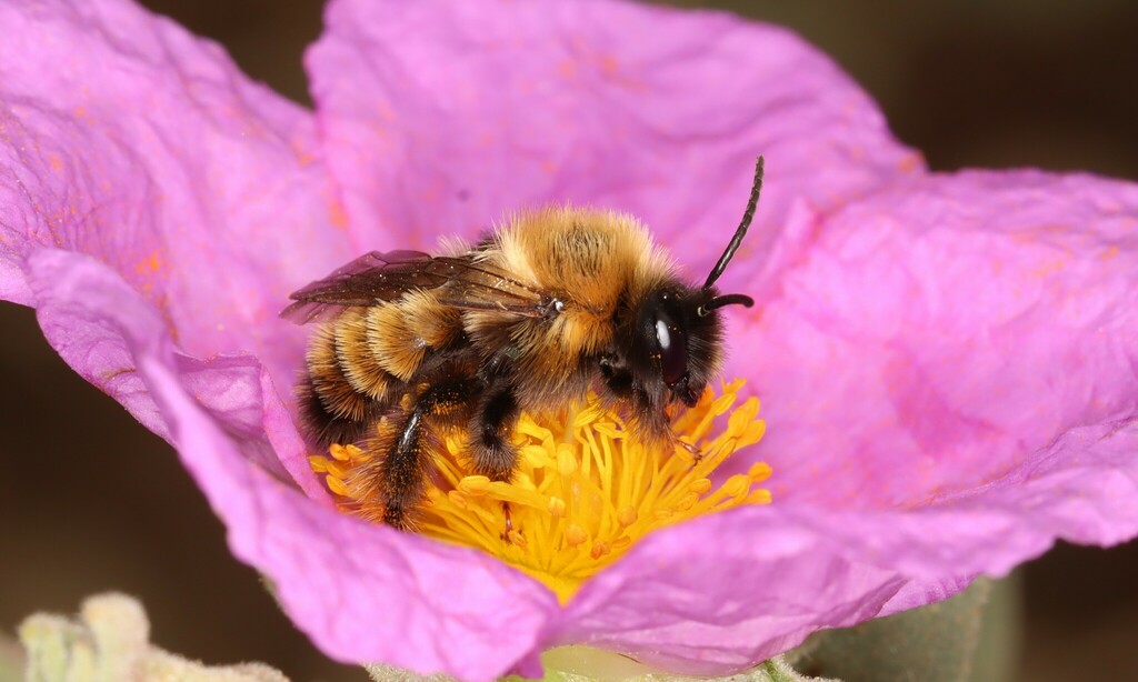 Heterodasypoda