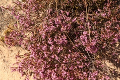 Erica rosacea