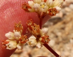 Crassula tetragona