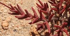 Crassula tetragona