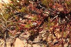 Pelargonium laevigatum laevigatum